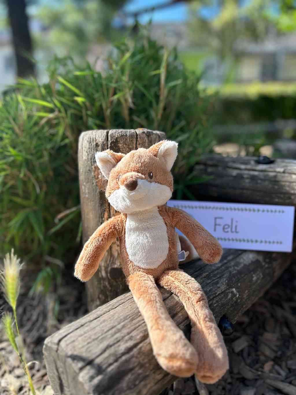Homepagefoto Füchse