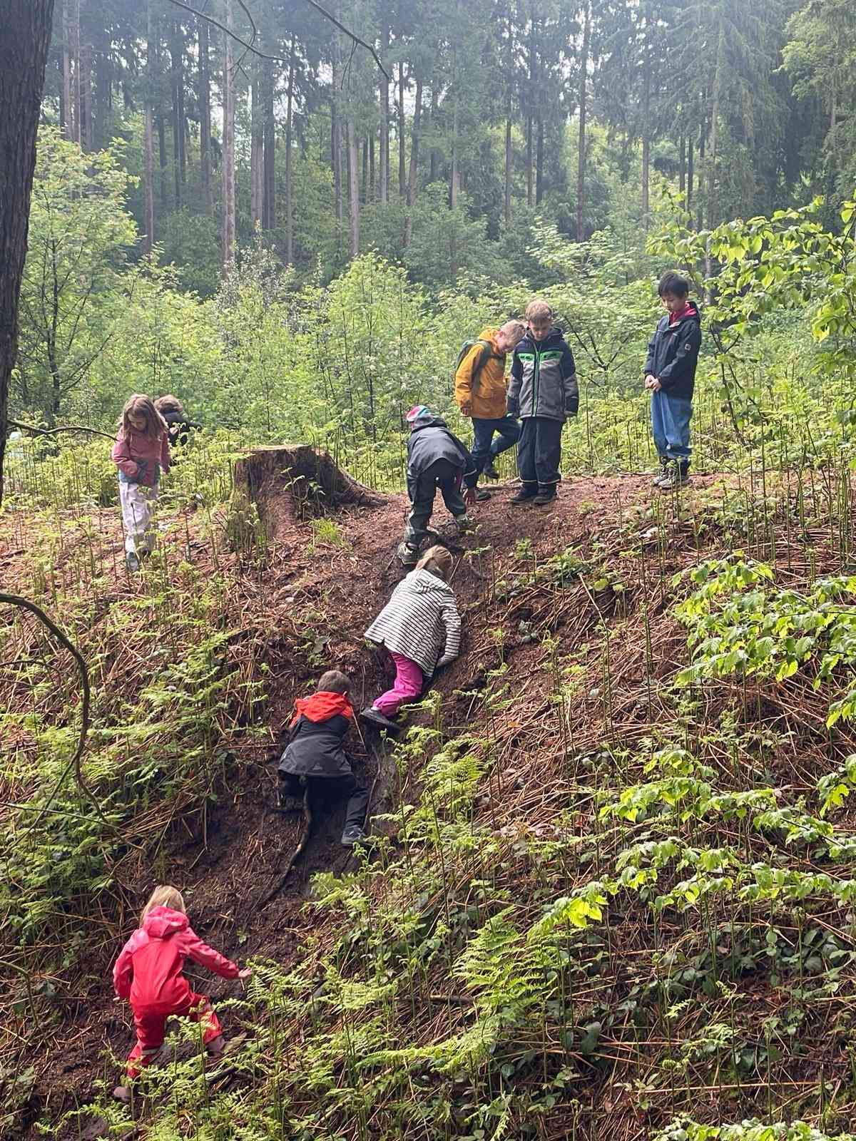 Wald 3 26